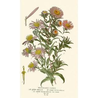 Edward Step - Michaelmas Daisies.webp