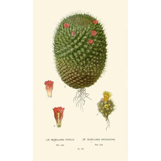 Edward Step - Mimillaria Pusilla Mamillaria Rhodantha.webp