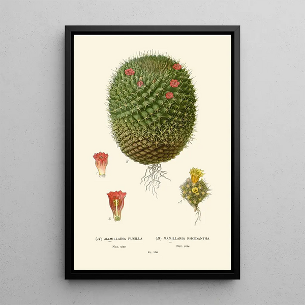 Mimillaria pusilla Mamillaria rhodantha - Edward Step — inramlat konstverk på väggen