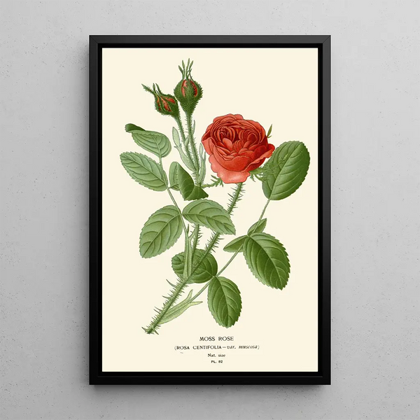 Rose mousse - Edward Step — inramlat konstverk på väggen