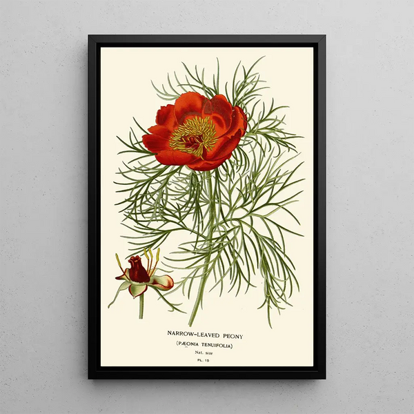 Reproduktion av målningen Pivoine à feuilles étroites - Edward Step