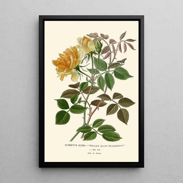 Reproduktion av målningen Rose Noisette - Edward Step
