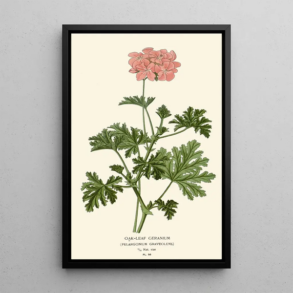 Reproduktion av målningen Géranium à feuilles de chêne - Edward Step