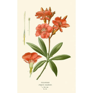 Edward Step - Oleander.webp