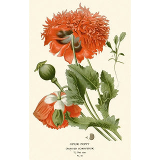 Edward Step - Opium Poppy.webp