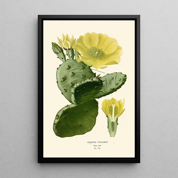 Reproduktion av målningen Opuntia vulgaris - Edward Step