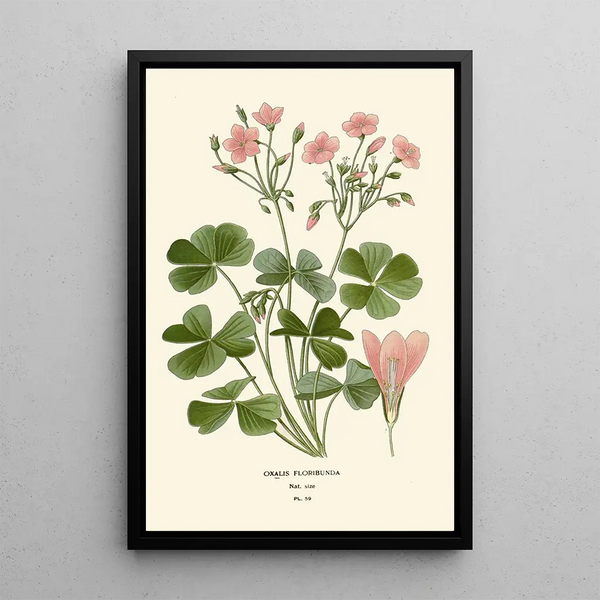 Reproduktion av målningen Oxalis floribunda - Edward Step
