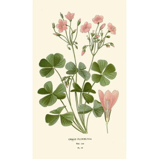 Edward Step - Oxalis Floribunda.webp