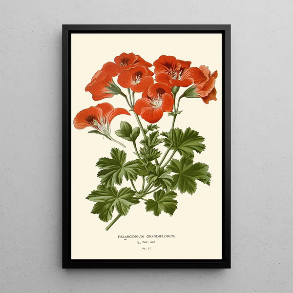 Pélargonium grandiflorum - Edward Step — inramlat konstverk på väggen