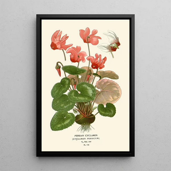 Cyclamen de Perse - Edward Step — inramlat konstverk på väggen