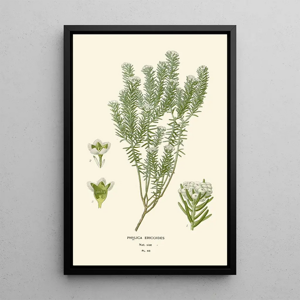 Reproduktion av målningen Phylica ericoides - Edward Step