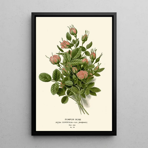 Reproduktion av målningen Rose Pompon - Edward Step