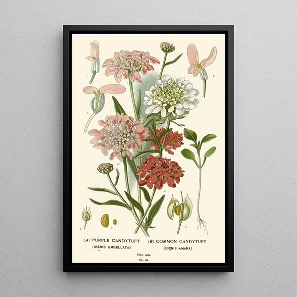 Reproduktion av målningen Iberis Violet Iberis Commun - Edward Step