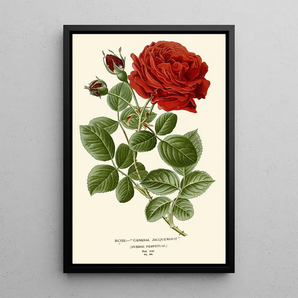 Reproduktion av målningen Rose Général Jacqueminot - Edward Step