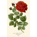Reproduktion av målningen Rose Général Jacqueminot - Edward Step