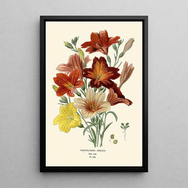 Salpiglossis Sinuata - Edward Step — inramlat konstverk på väggen