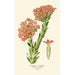 Crassula Écarlate - Edward Step — vy av konstverket