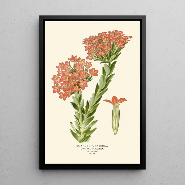 Crassula Écarlate - Edward Step — inramlat konstverk på väggen