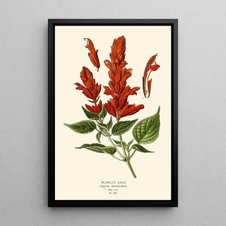 Edward Step - Scarlet Sage.webp