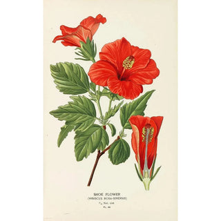 Edward Step - Shoe Flower.webp