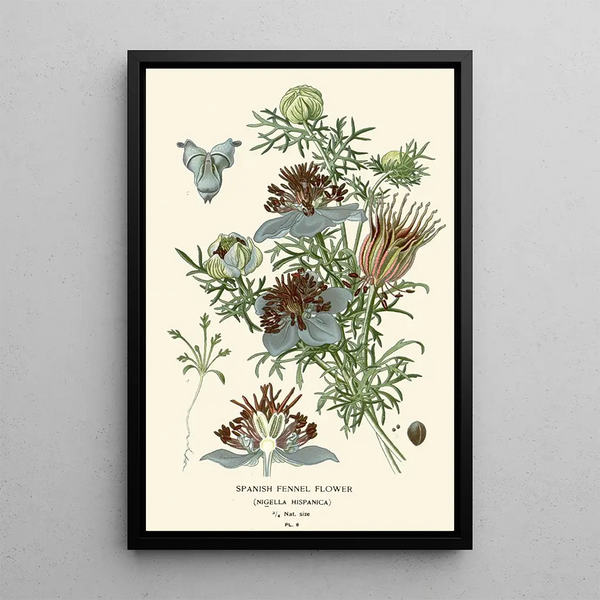Edward Step - Spanish Fennel Flower.webp