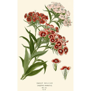 Edward Step - Sweet William.webp