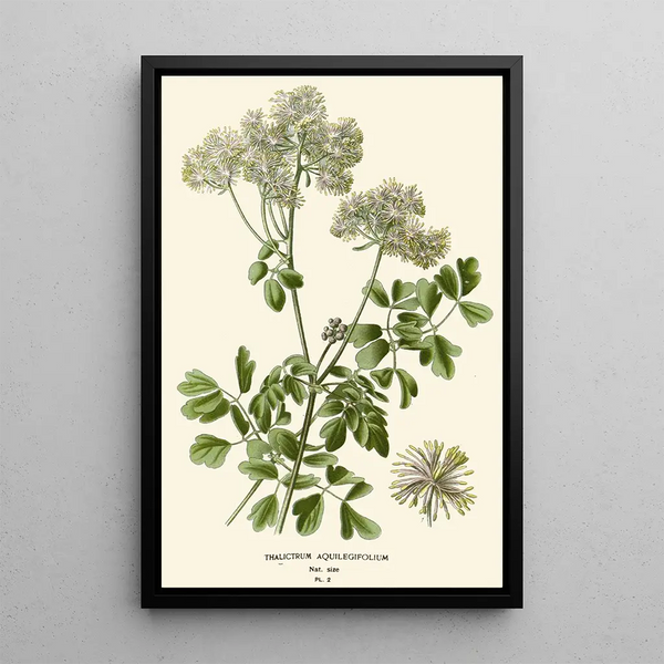 Reproduktion av målningen Pigamon à Feuilles d'Aquilegia - Edward Step