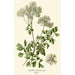 Reproduktion av målningen Pigamon à Feuilles d'Aquilegia - Edward Step