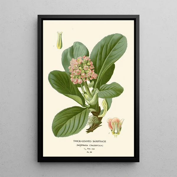 Saxifrage à feuilles épaisses - Edward Step — inramlat konstverk på väggen