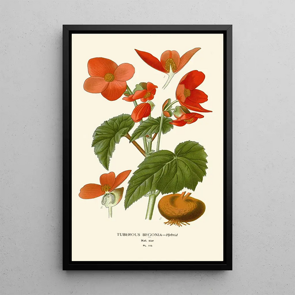 Begonia tuberosa - Edward Step — inramlat konstverk på väggen