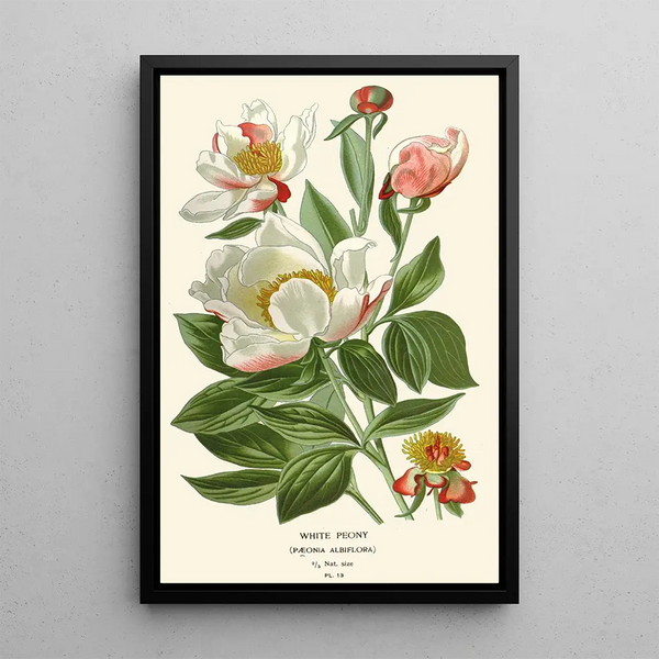 Pivoine blanche - Edward Step — inramlat konstverk på väggen