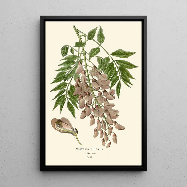 Reproduktion av målningen Glycine de Chine - Edward Step