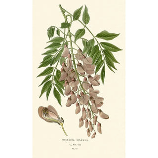 Edward Step - Wistaria Sinensis.webp