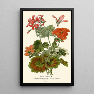 Edward Step - Zonal Geranium.webp