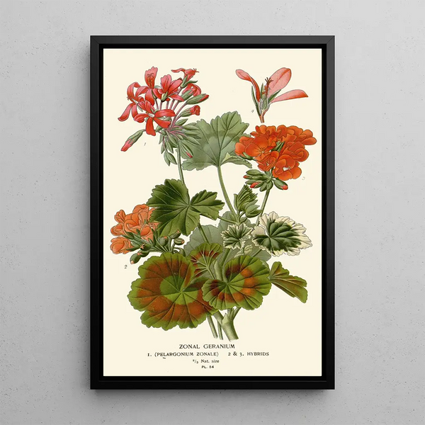 geranium zonal - Edward Step — inramlat konstverk på väggen