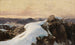 Morgon vid bergstopp - Edward Theodore Compton — vy av konstverket