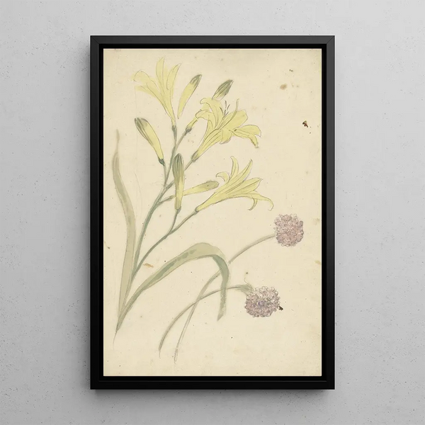Elias van Nijmegen - Bloemstudies van een gele lelie en een bloeiende ui.webp