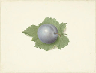 Elisabeth Geertruida van de Kasteele - Pruim op een blad.webp