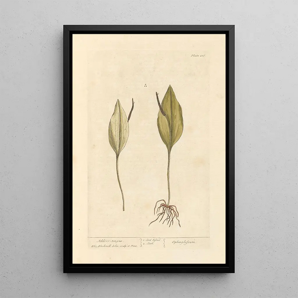 Elizabeth Blackwell - Adders tongue.webp