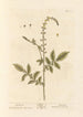 Aigremoine - Elizabeth Blackwell — vy av konstverket