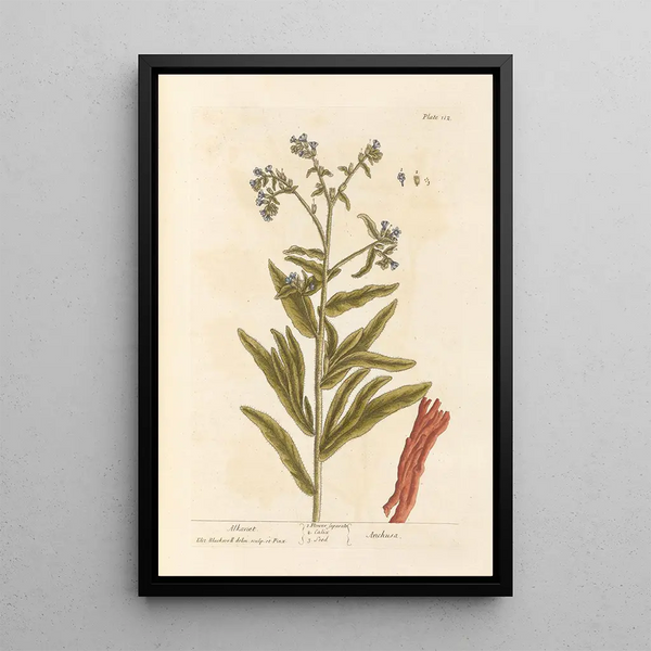 Elizabeth Blackwell - Alkanet.webp