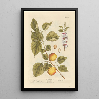 Elizabeth Blackwell - Apricock.webp