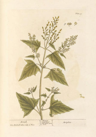 Elizabeth Blackwell - Arrach.webp