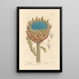 Elizabeth Blackwell - Artichoke.webp