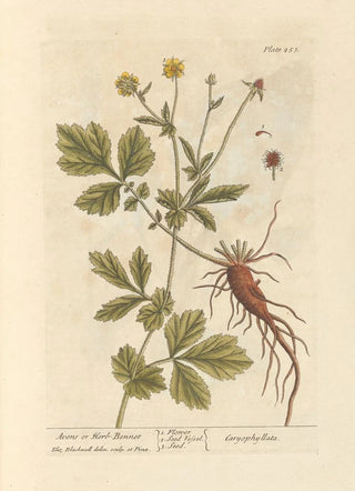 Elizabeth Blackwell - Avens or herbbennet.webp