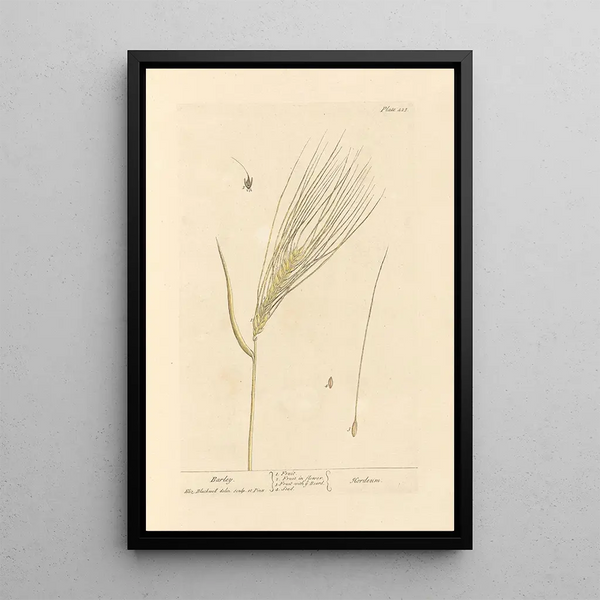 Elizabeth Blackwell - Barley.webp