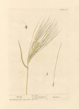 Elizabeth Blackwell - Barley.webp