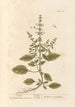 Basilic - Elizabeth Blackwell — vy av konstverket