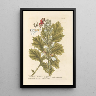 Elizabeth Blackwell - Bears breech or brank ursin.webp