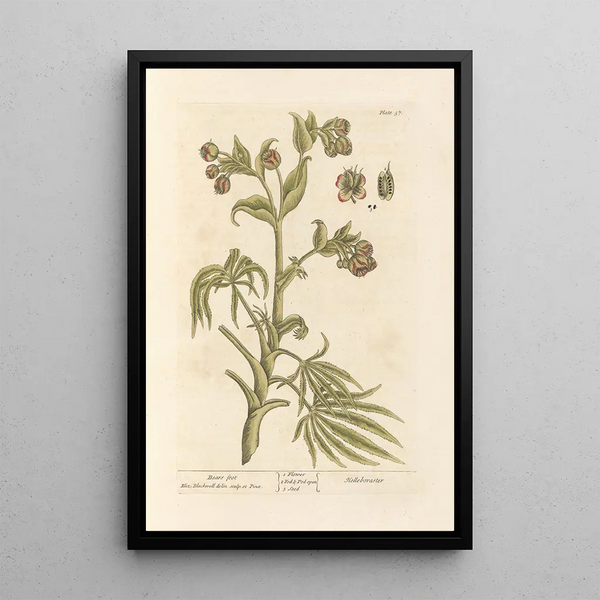Elizabeth Blackwell - Bears foot.webp
